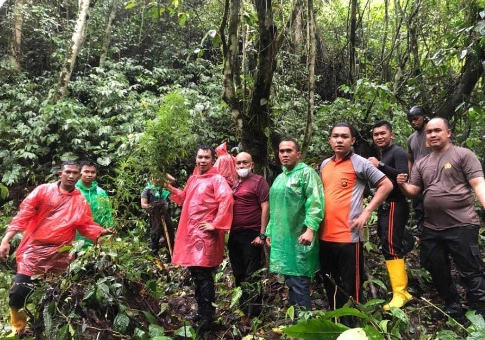 Polres Kerinci Temukan Ladang Ganja di Hutan Adat Lempur Mudik Kabupaten Kerinci